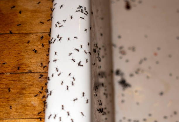Reliable Evanston, IL Pest Control Solutions